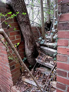 Stairs broken by tree