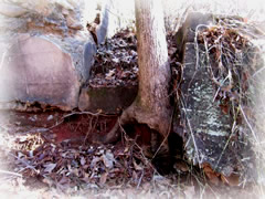 Tree growing in wall of cemetery plot and breaking the wall