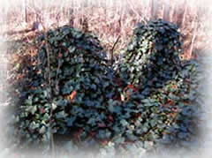 Two gravestones covered with ivy